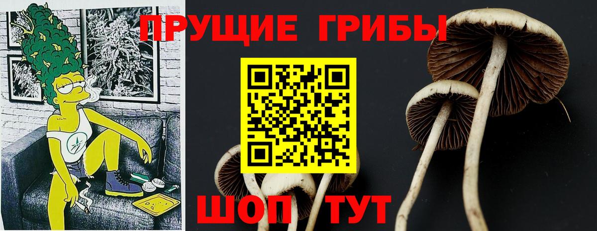 цена наркотик  Псилоцибиновые грибы мицелий  Вход с VPN  Пенза  Галлюциногенные грибы Cubensis 