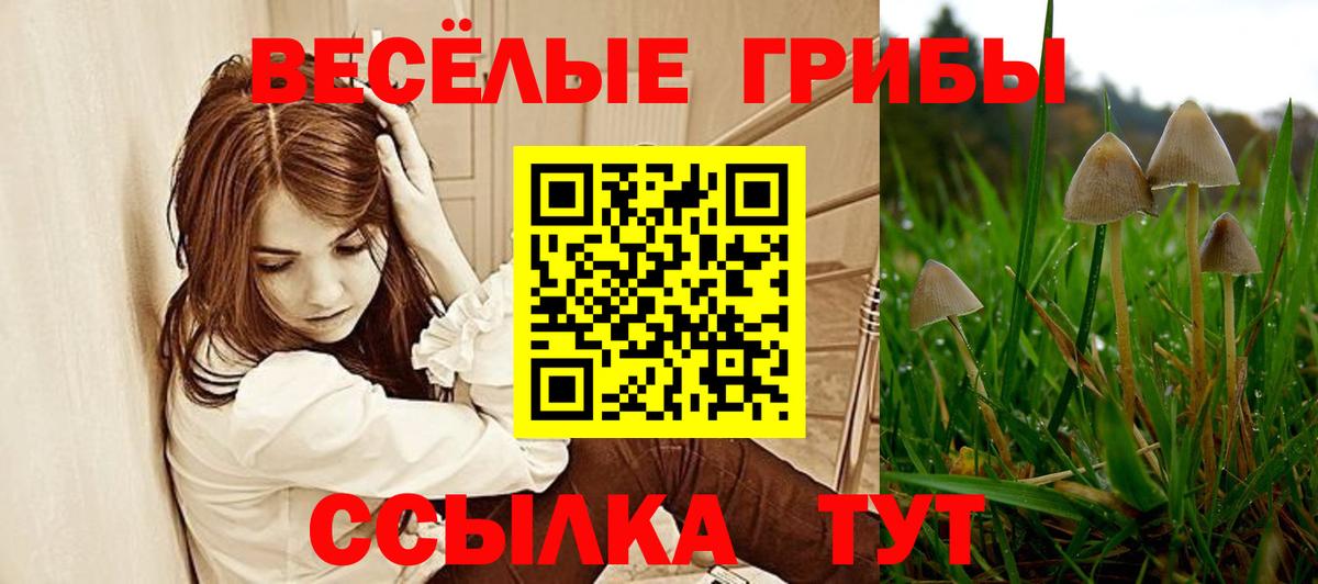 Галлюциногенные грибы Psilocybe Пенза